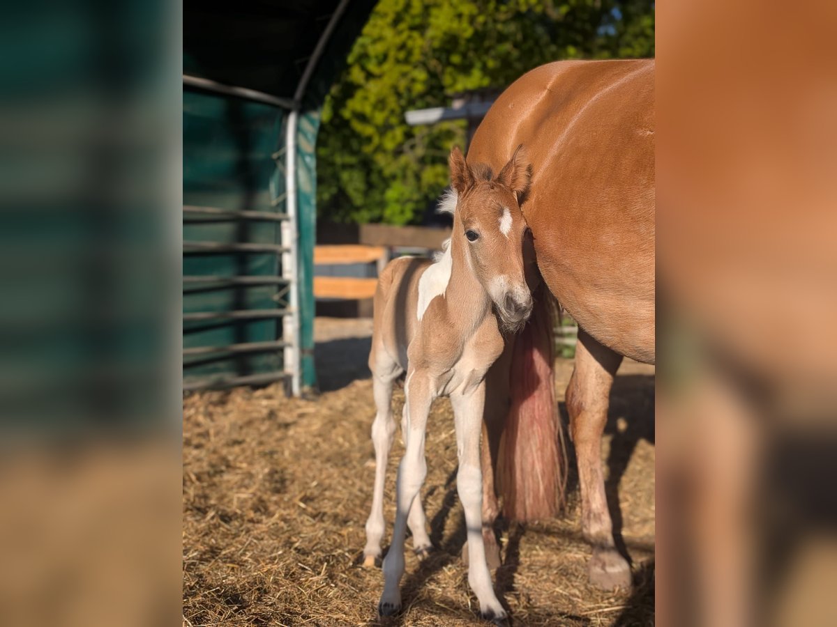 Lewitzer Mix Stallion 14,1 hh Pinto in Niedersachsen - Jesteburg Lewitzer Mix Stallion 14,1 hh Pinto in Niedersachsen - Jesteburg