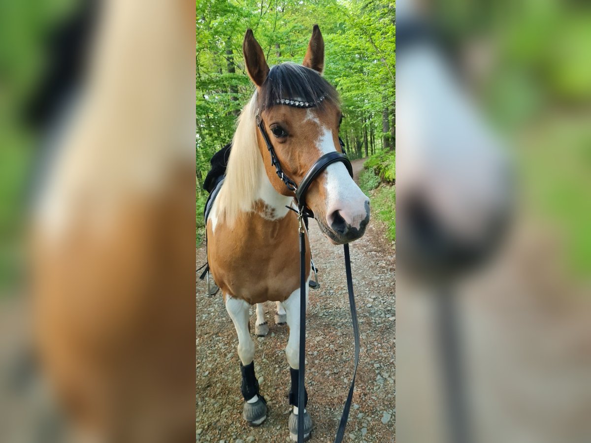 Lewitzer Mix Stute 11 Jahre 142 cm Schecke in Waldbröl