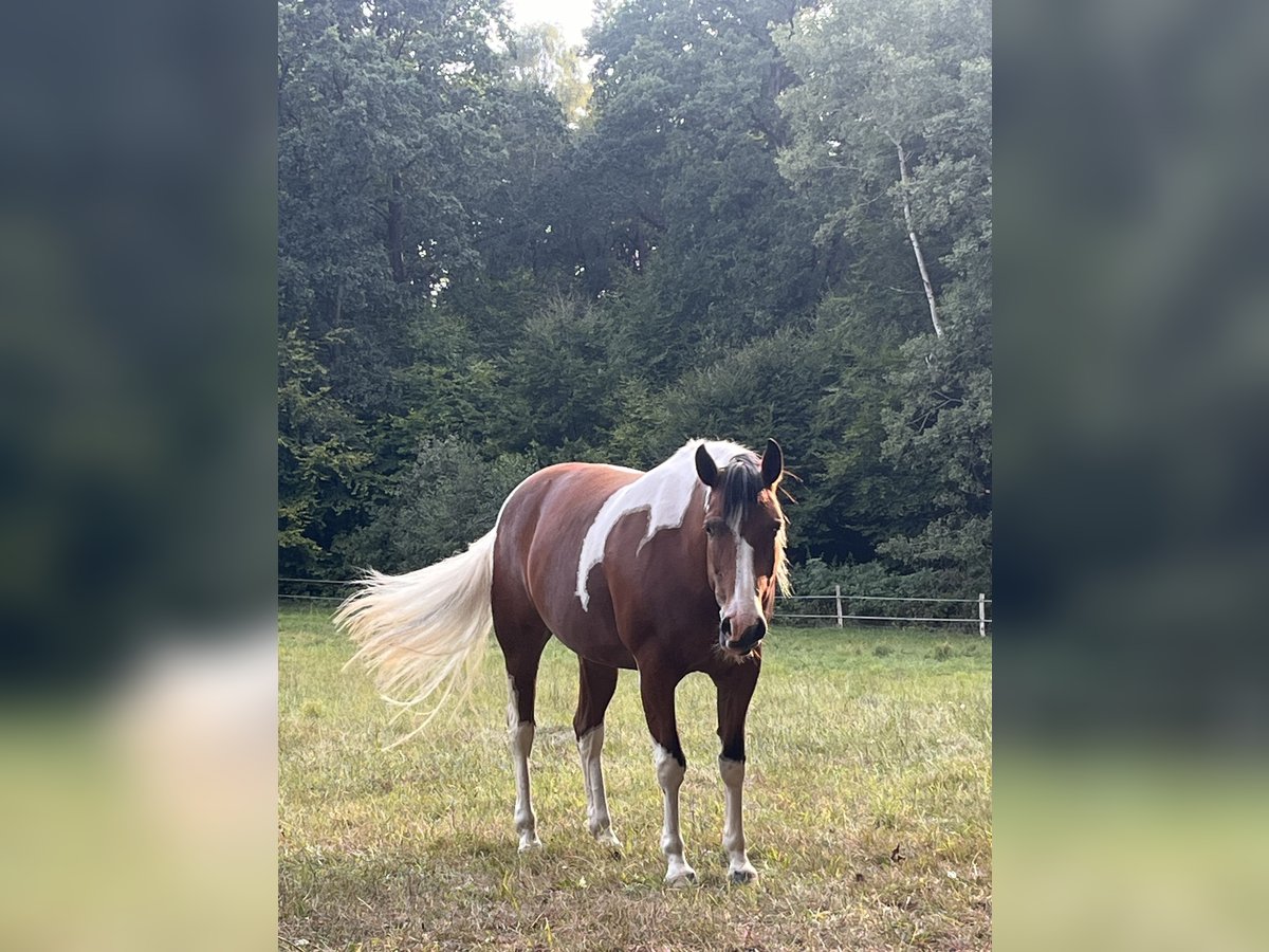 Lewitzer Mix Stute 12 Jahre 150 cm Schecke in Oldendorf Luhe