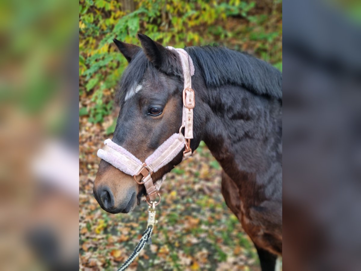 Lewitzer Mix Stute 13 Jahre 130 cm Schecke in Winsen (Aller) Lewitzer Mix Stute 13 Jahre 130 cm Schecke in Winsen (Aller)
