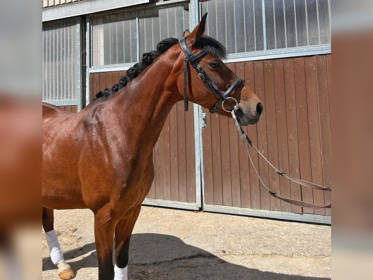 Lewitzer Stute 13 Jahre 145 cm Brauner in G&#xF6;ttingen