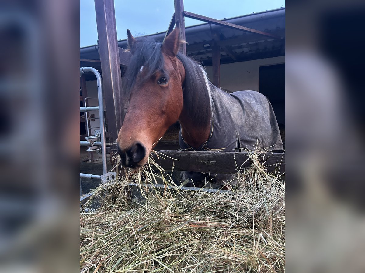 Lewitzer Mix Stute 14 Jahre 142 cm Schecke in Lettweiler (Neudorferhof)