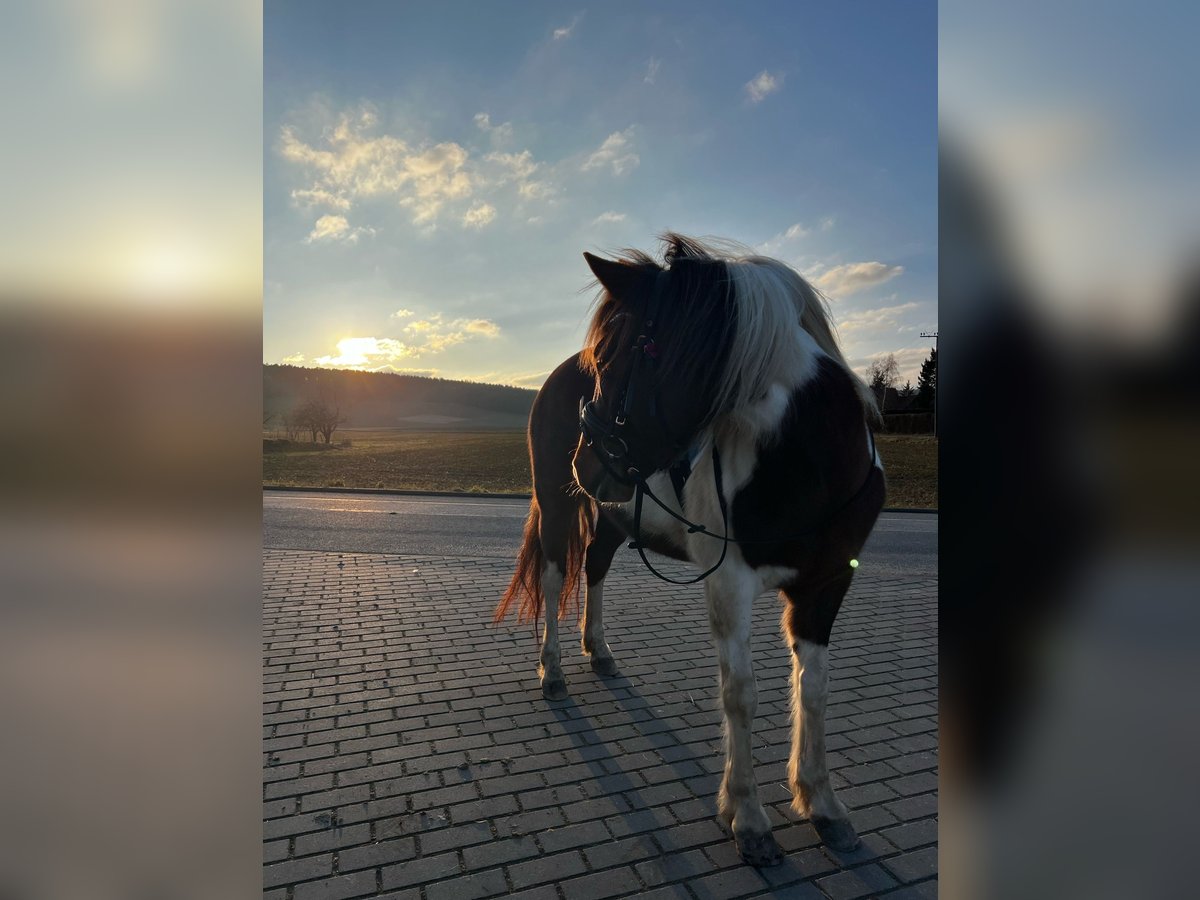 Lewitzer Stute 6 Jahre 145 cm Schecke in Ostheim vor der Rh&#xF6;n