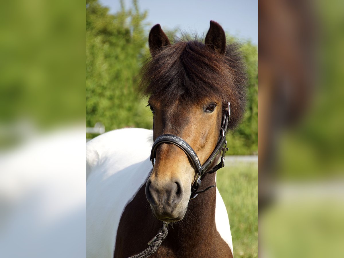 Lewitzer Mix Stute 9 Jahre 140 cm Schecke in Hollfeld