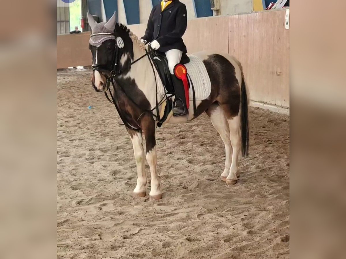 Lewitzer Valack 18 år 125 cm Pinto in sommerkahl