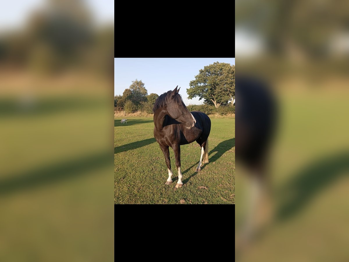 Lewitzer Valack 7 år 155 cm Pinto in Jörl