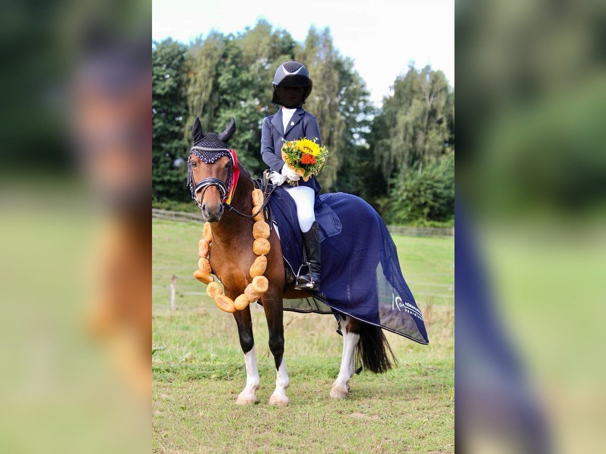 Lewitzer Wallach 11 Jahre 120 cm Schecke in Kiel