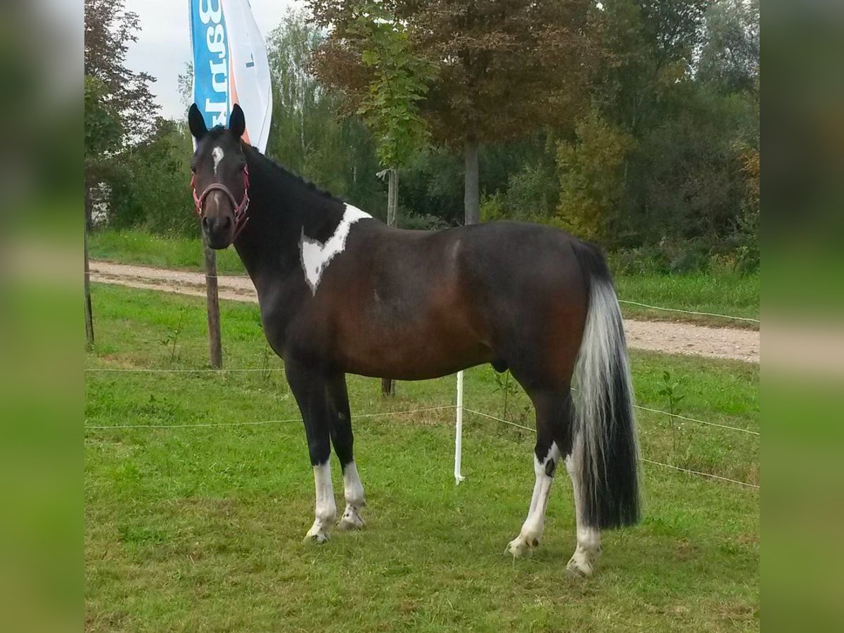 Lewitzer Wallach 14 Jahre 152 cm Tobiano-alle-Farben in Hunsr&#xFC;ck