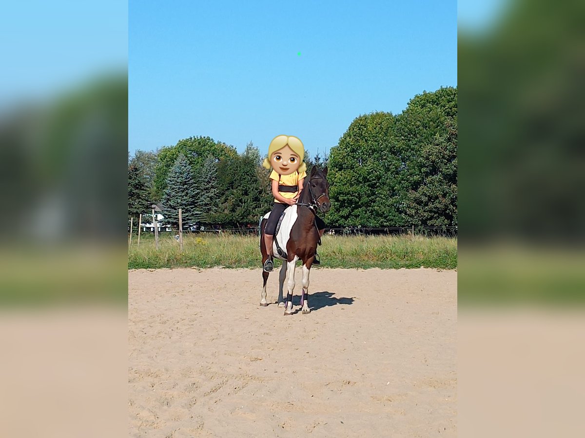 Lewitzer Wallach 15 Jahre 129 cm Schecke in Rostock
