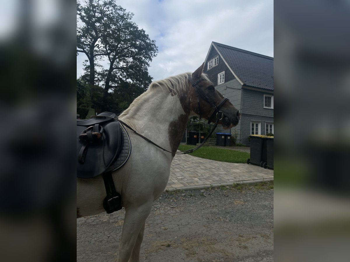 Lewitzer Mix Wallach 15 Jahre 137 cm Schecke in Remscheid