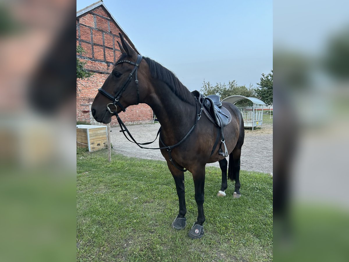 Lewitzer Mix Wallach 15 Jahre 160 cm Dunkelbrauner in Stendal Lewitzer Mix Wallach 15 Jahre 160 cm Dunkelbrauner in Stendal