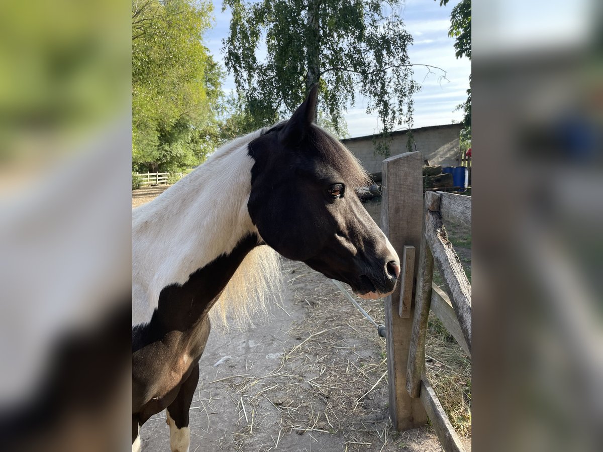 Lewitzer Wallach 18 Jahre 130 cm Schecke in L&#xFC;chow