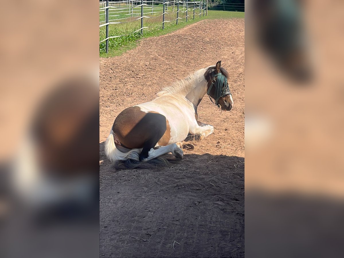 Lewitzer Wallach 2 Jahre 137 cm Schecke in Illingen