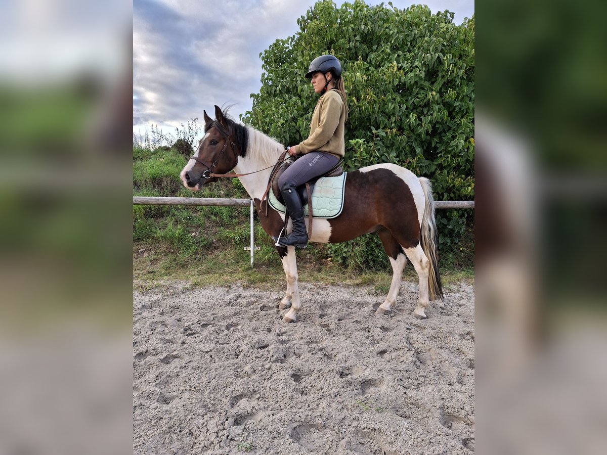 Lewitzer Wallach 4 Jahre 140 cm Schecke in Kamenz