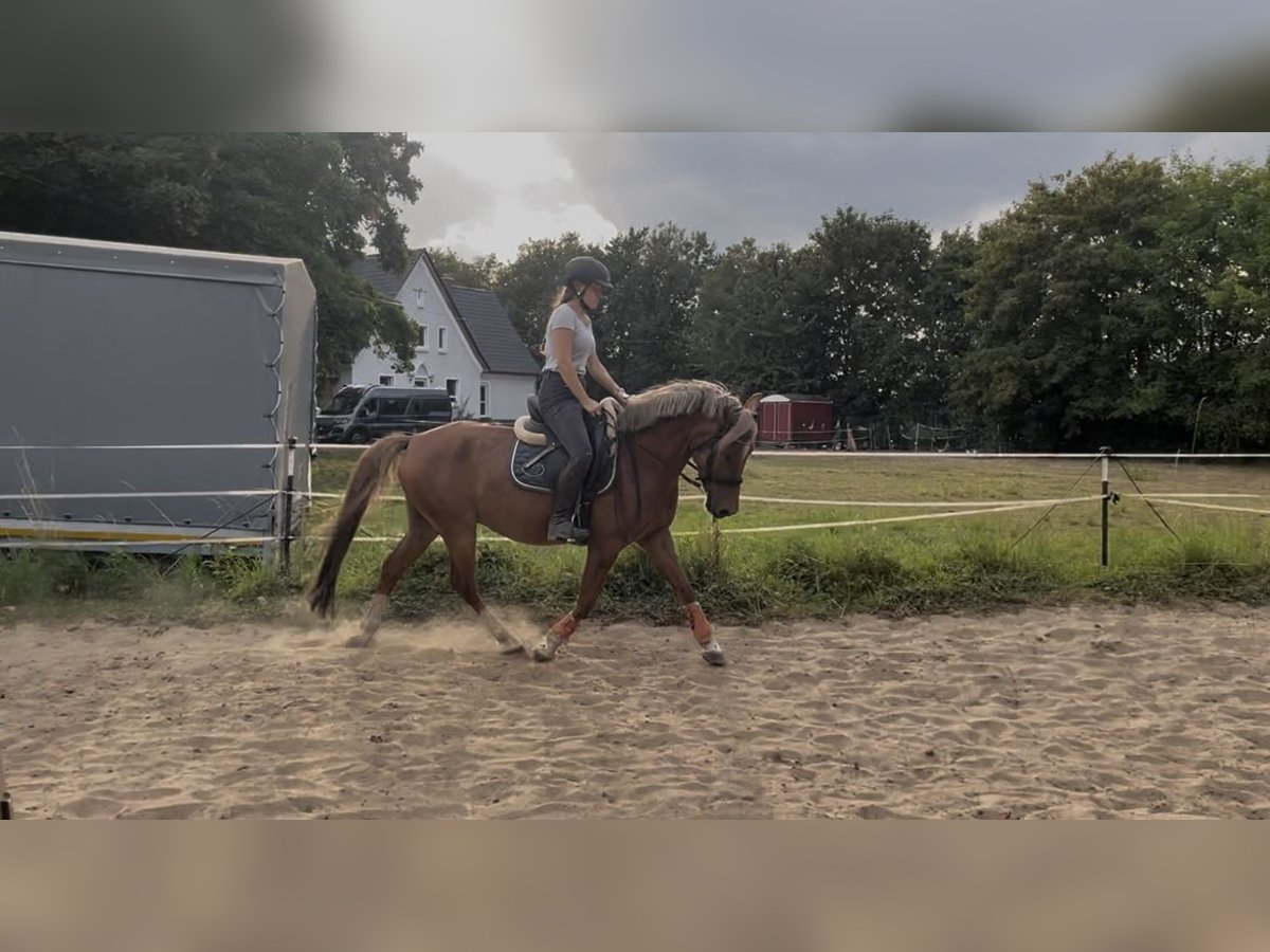 Lewitzer Wallach 5 Jahre 142 cm Fuchs in Sehnde
