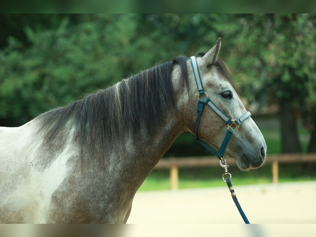 Lewitzer Wallach 6 Jahre 148 cm in Schönwalde