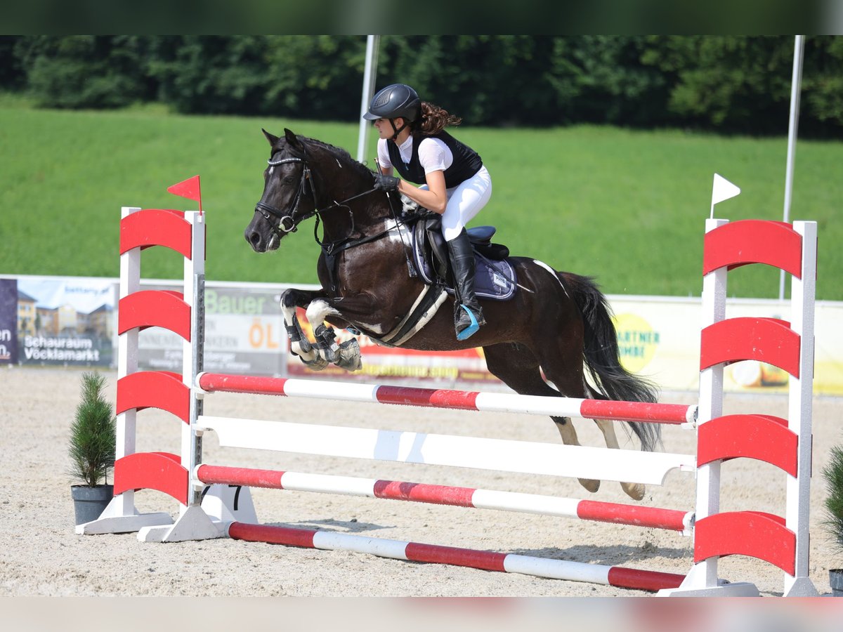 Lewitzer Yegua 7 años 144 cm Pío in Altenfelden