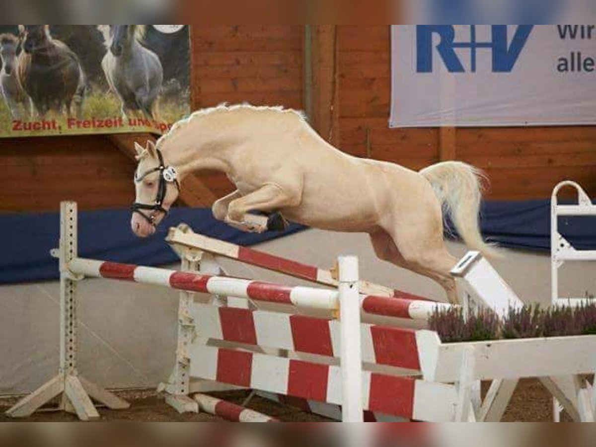 LH CADLANVALLEY SIR IVANHOE - IM EU-FS ERHÄLTLICH Welsh B Stallion Cremello in CreglingenCreglingen