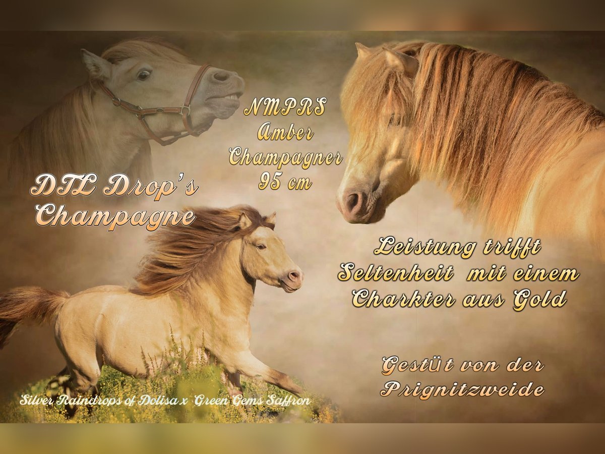LH DTL Drop´s Champagne NMPRS Hengst Champagne in Gro&#xDF; Molzahn