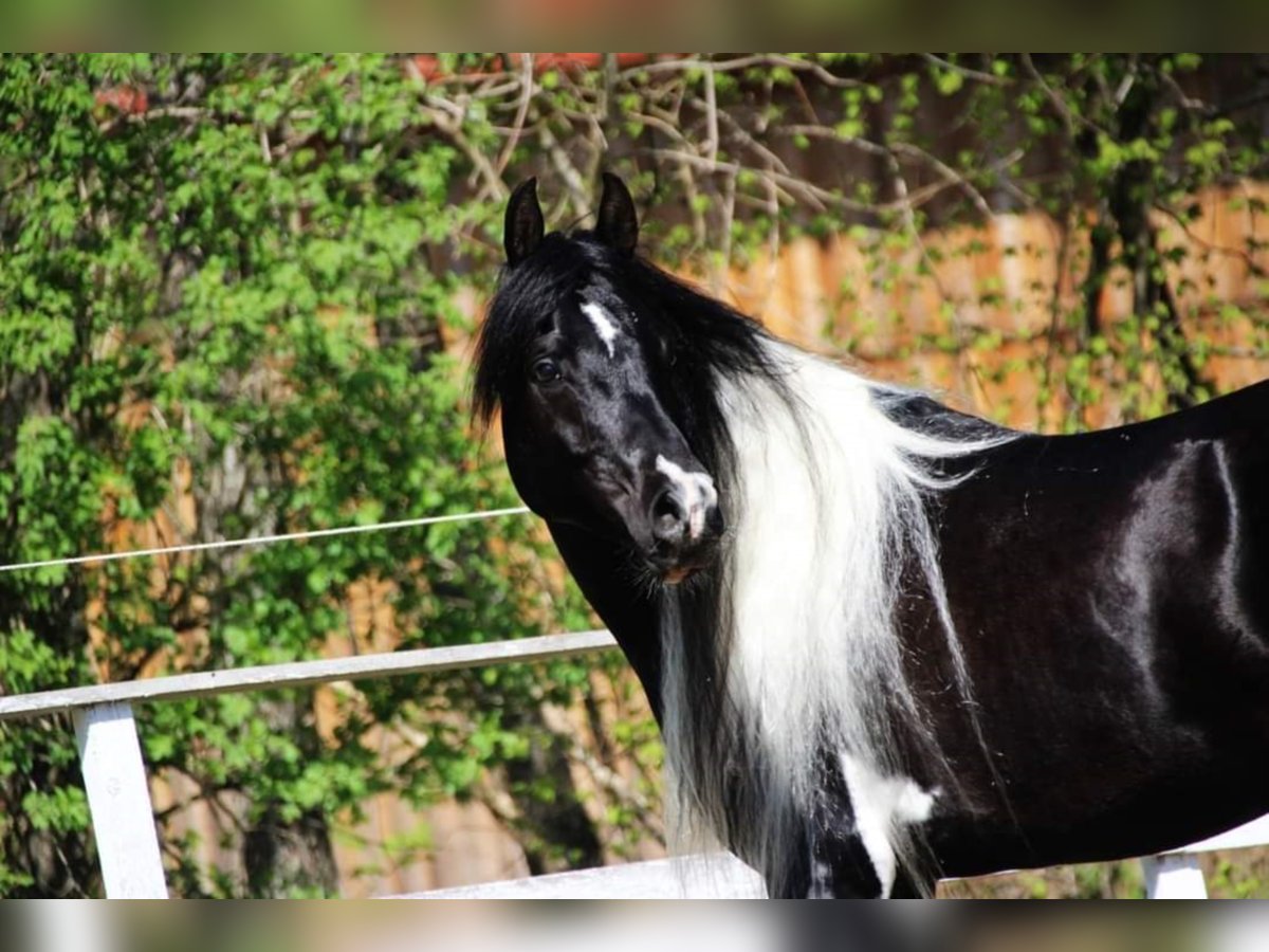 LIMITED DESIGN Arabian Partbred Stallion in Keutschach am See