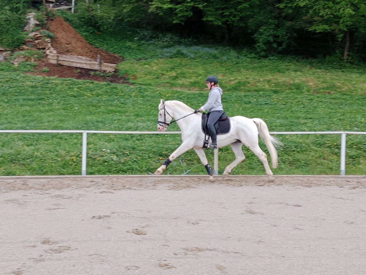 Lipizzan Étalon 14 Ans 158 cm Gris in Ferlach