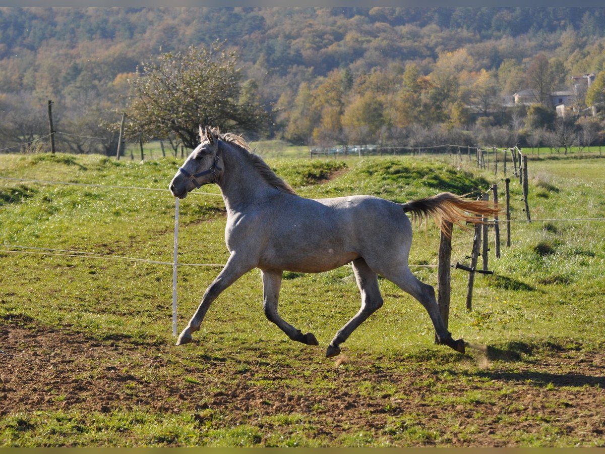 Lipizzan Étalon 1 Année 153 cm Gris in Vremski Britof