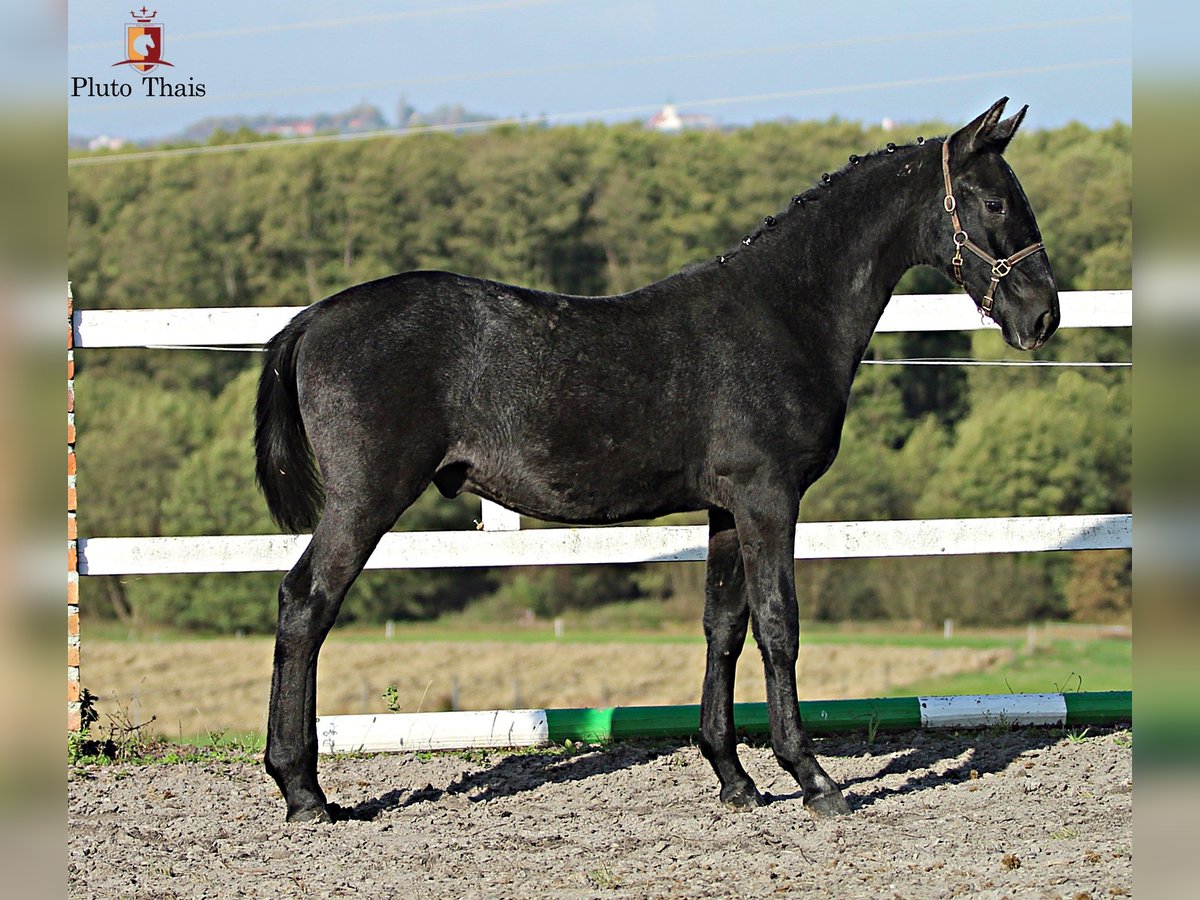 Lipizzan Étalon 1 Année 155 cm Gris in Trnovska vas