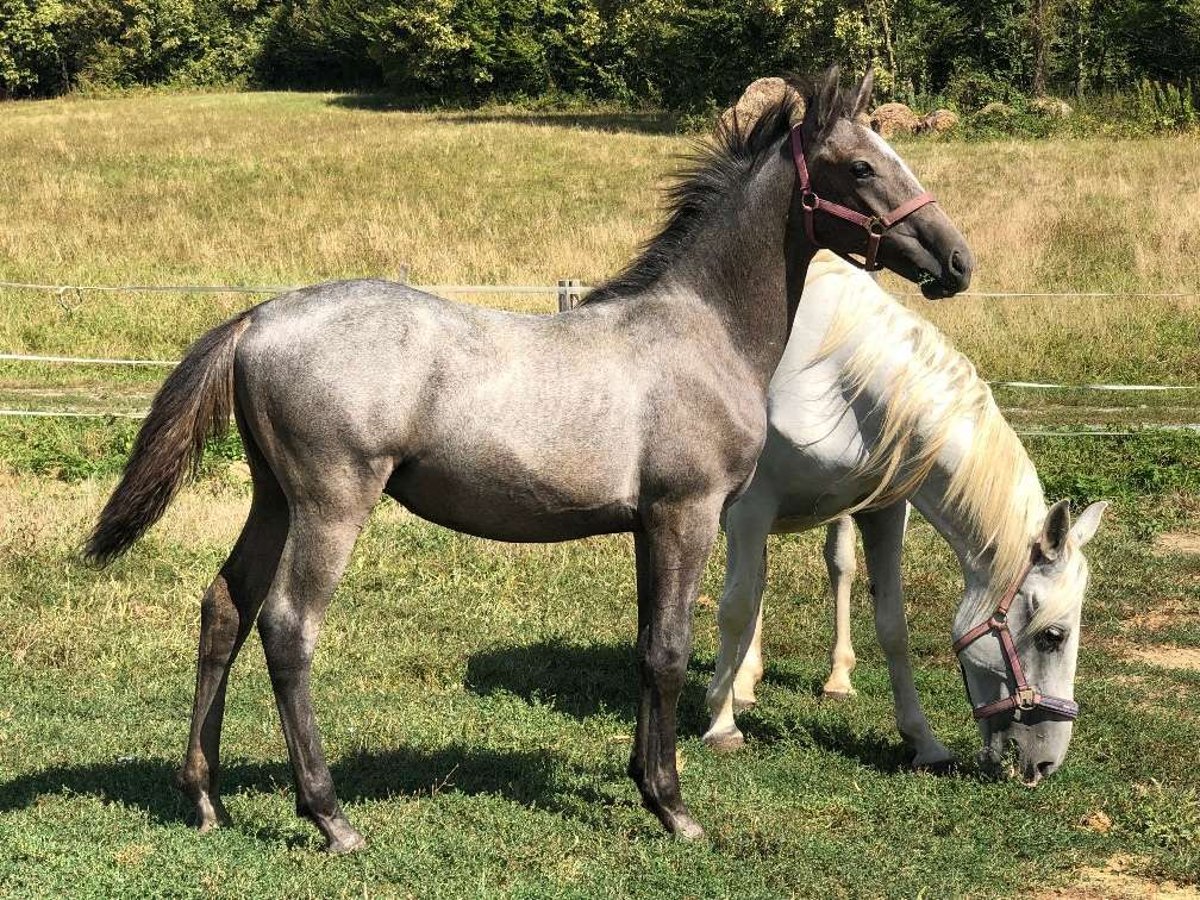 Lipizzan Étalon 1 Année 158 cm Gris in Heiligenbrunn