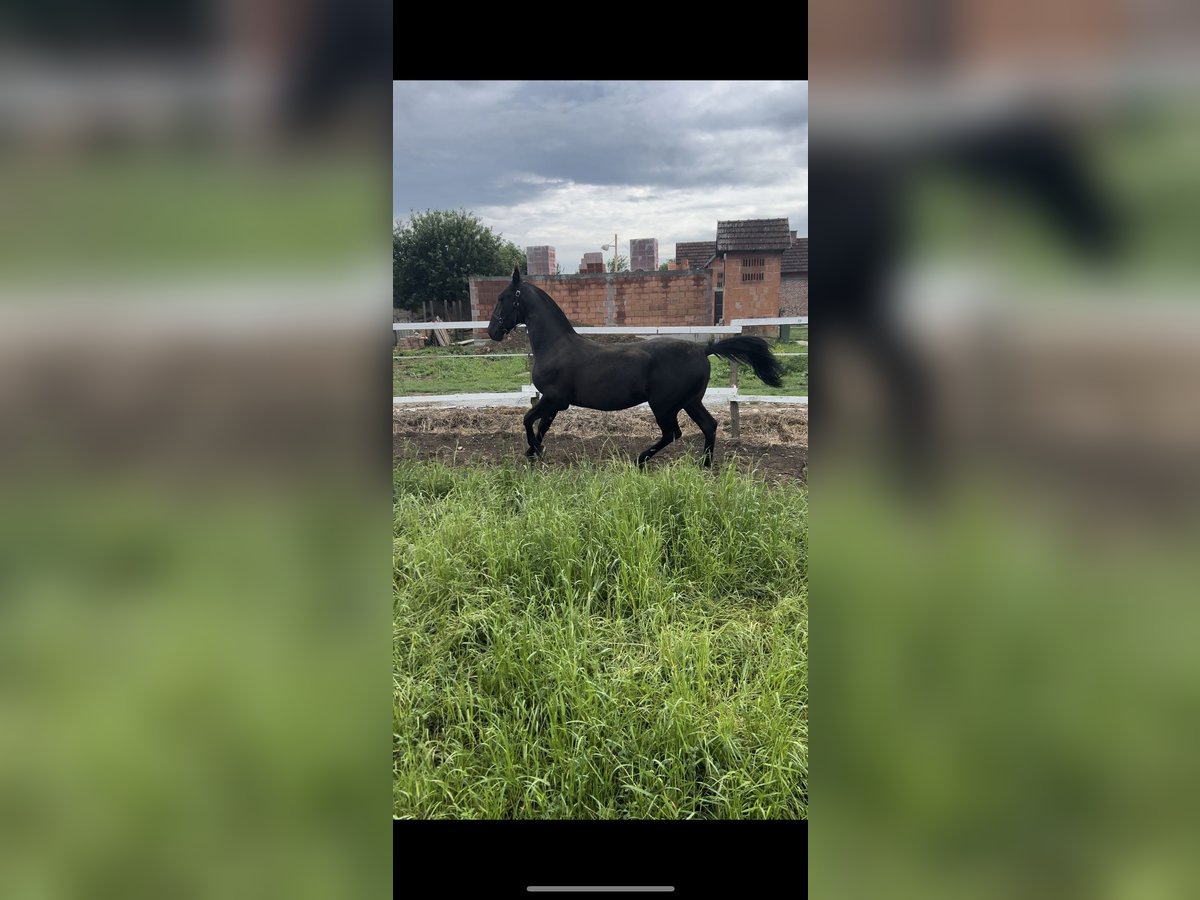 Lipizzan Étalon 2 Ans 155 cm Noir in 32275