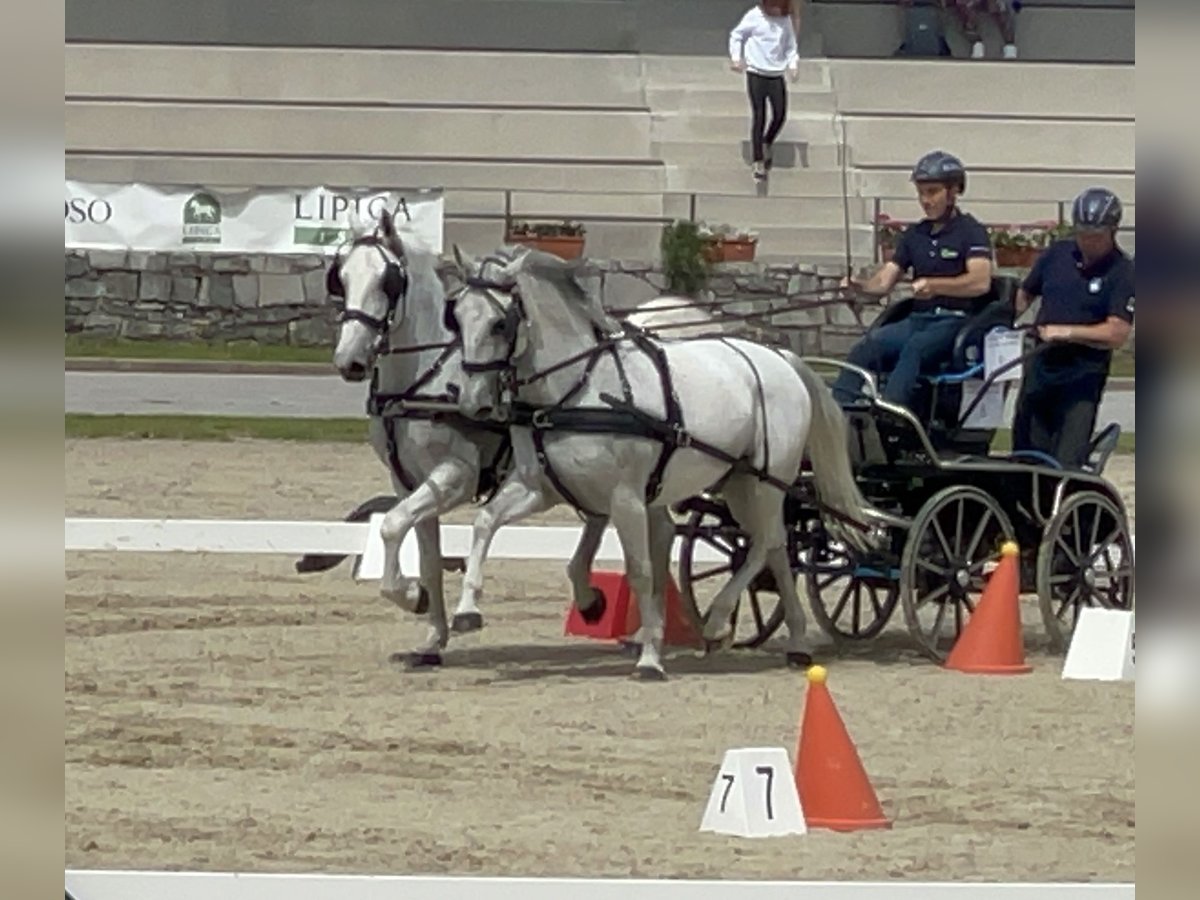 Lipizzan Hongre 11 Ans 160 cm Blanc in Sežana