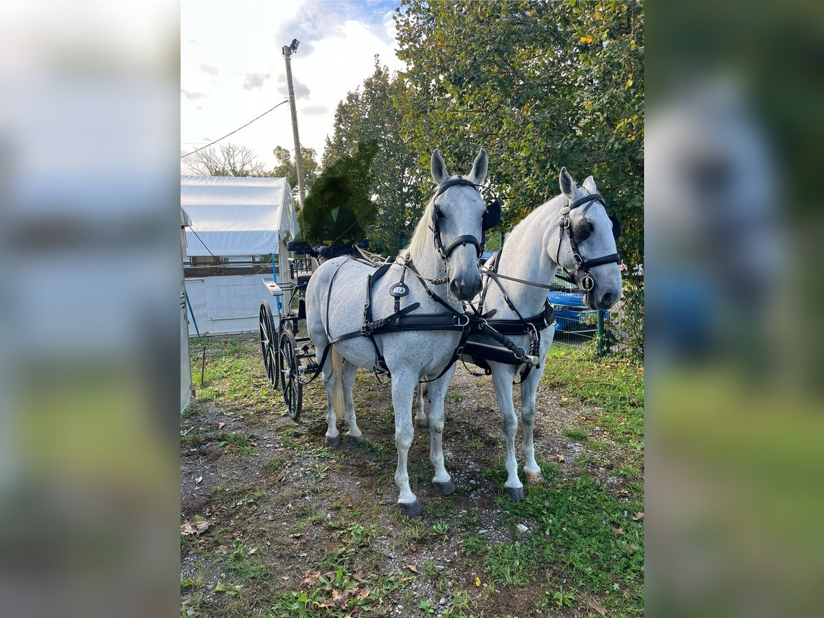 Lipizzan Hongre 12 Ans 160 cm Gris in Sezana