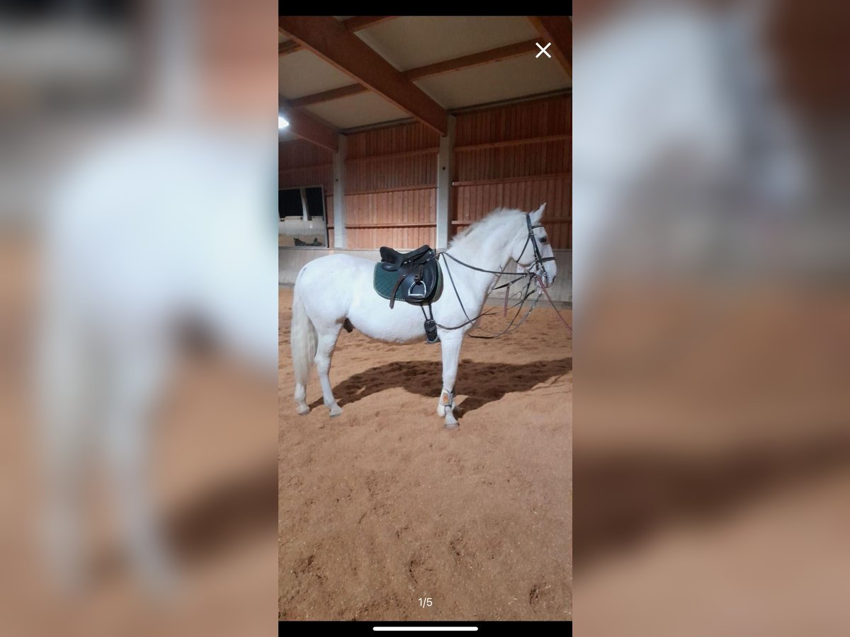 Lipizzan Hongre 14 Ans 156 cm Blanc in Sieghartskirchen