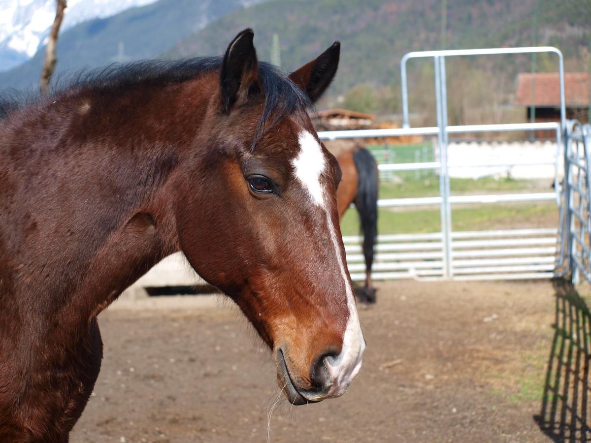 Lipizzan Hongre 14 Ans 160 cm in Prinzersdorf