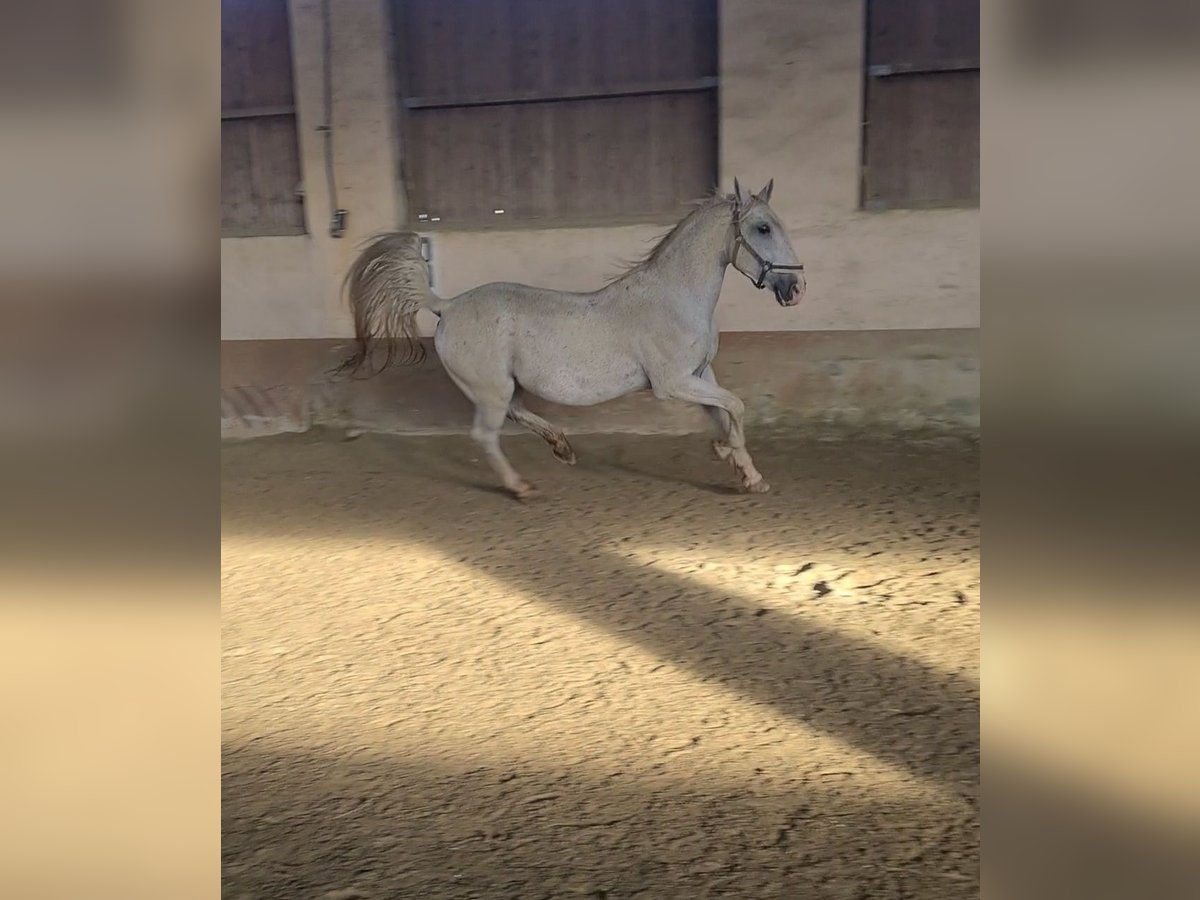 Lipizzan Hongre 17 Ans 163 cm Gris in Ligist