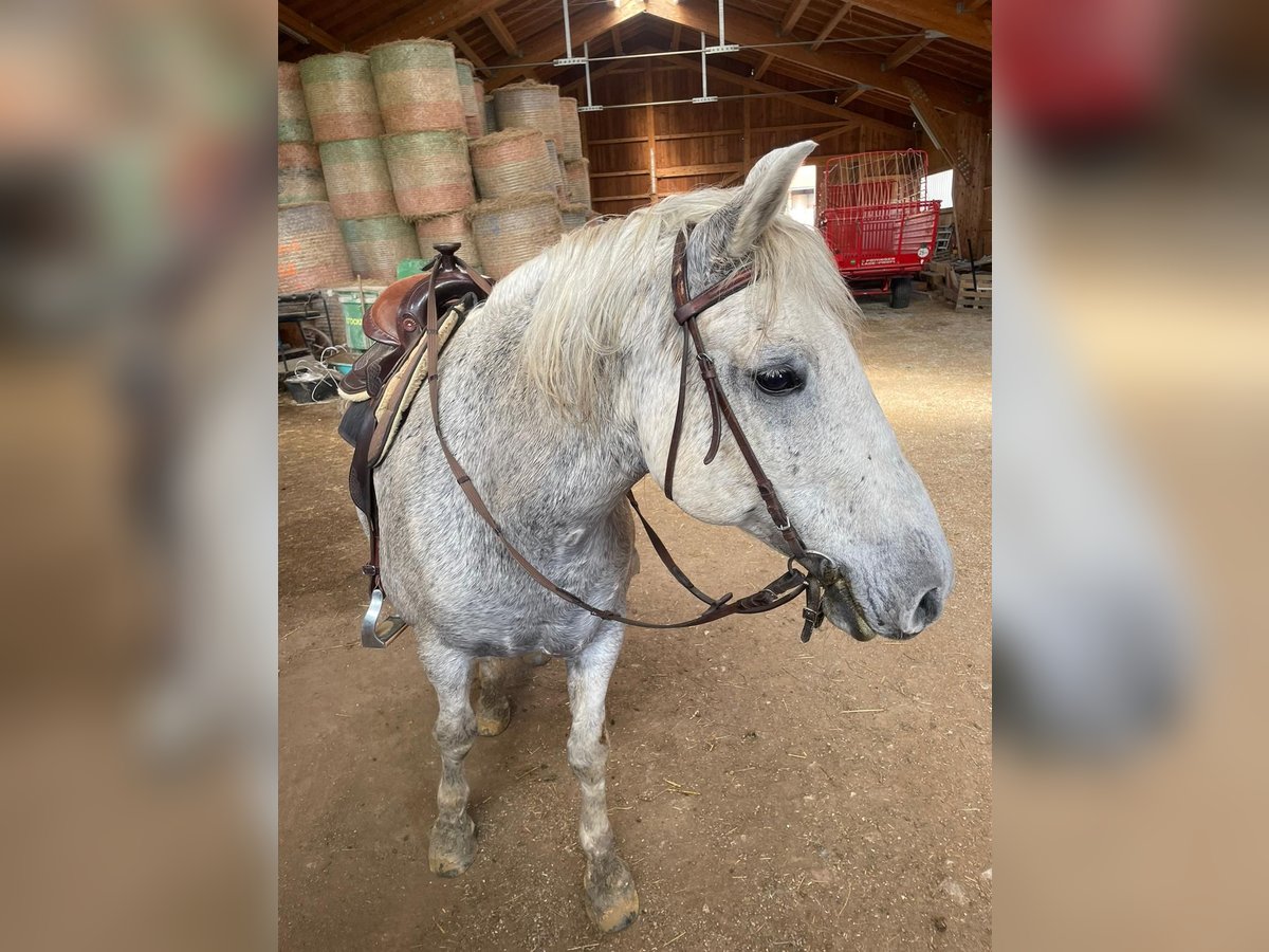 Lipizzan Croisé Hongre 17 Ans Gris in Pöcking