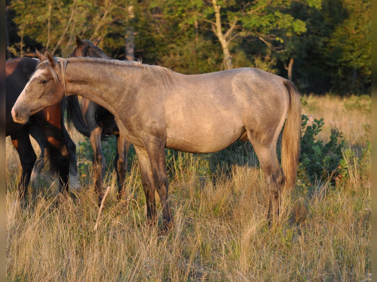 Lipizzan Hongre 2 Ans 151 cm Gris in Kozina