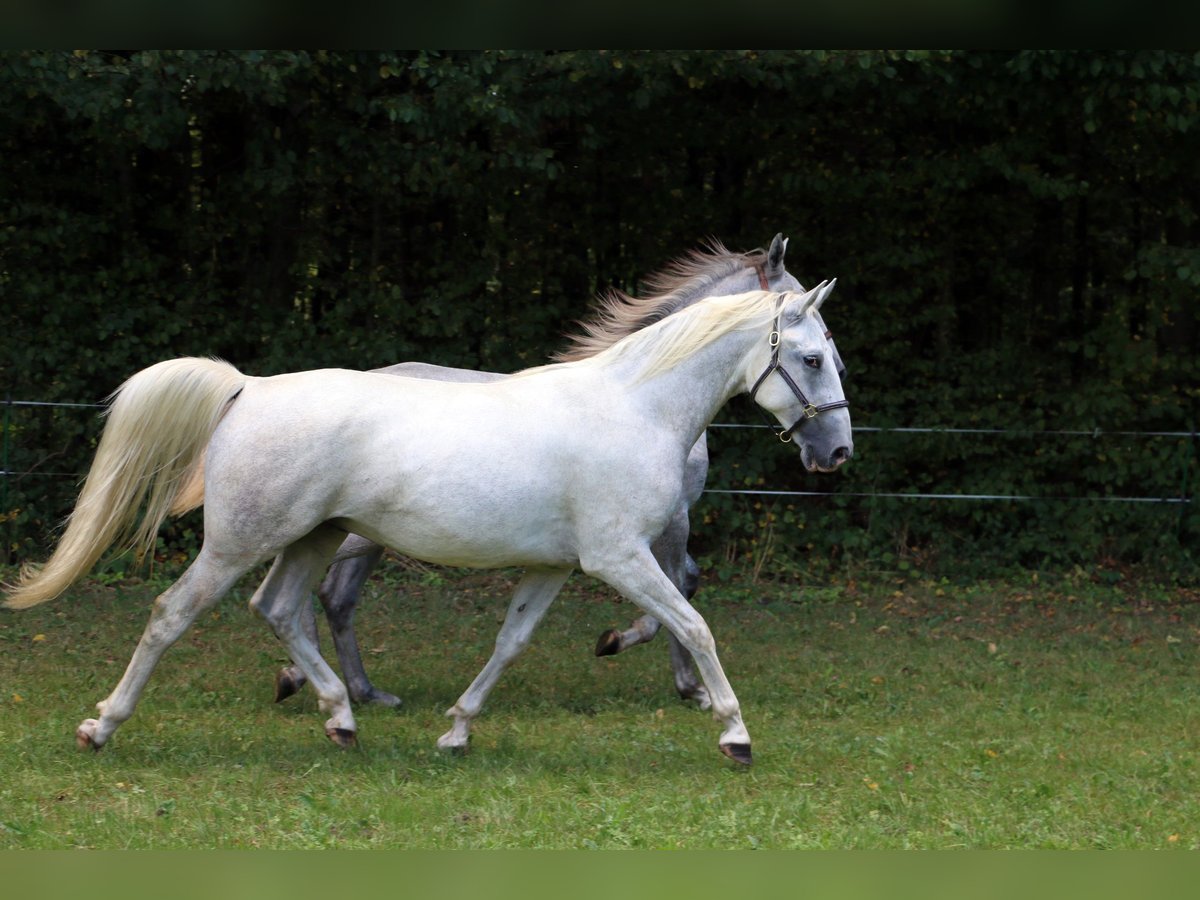 Lipizzan Hongre 2 Ans 158 cm Gris in Radovljica