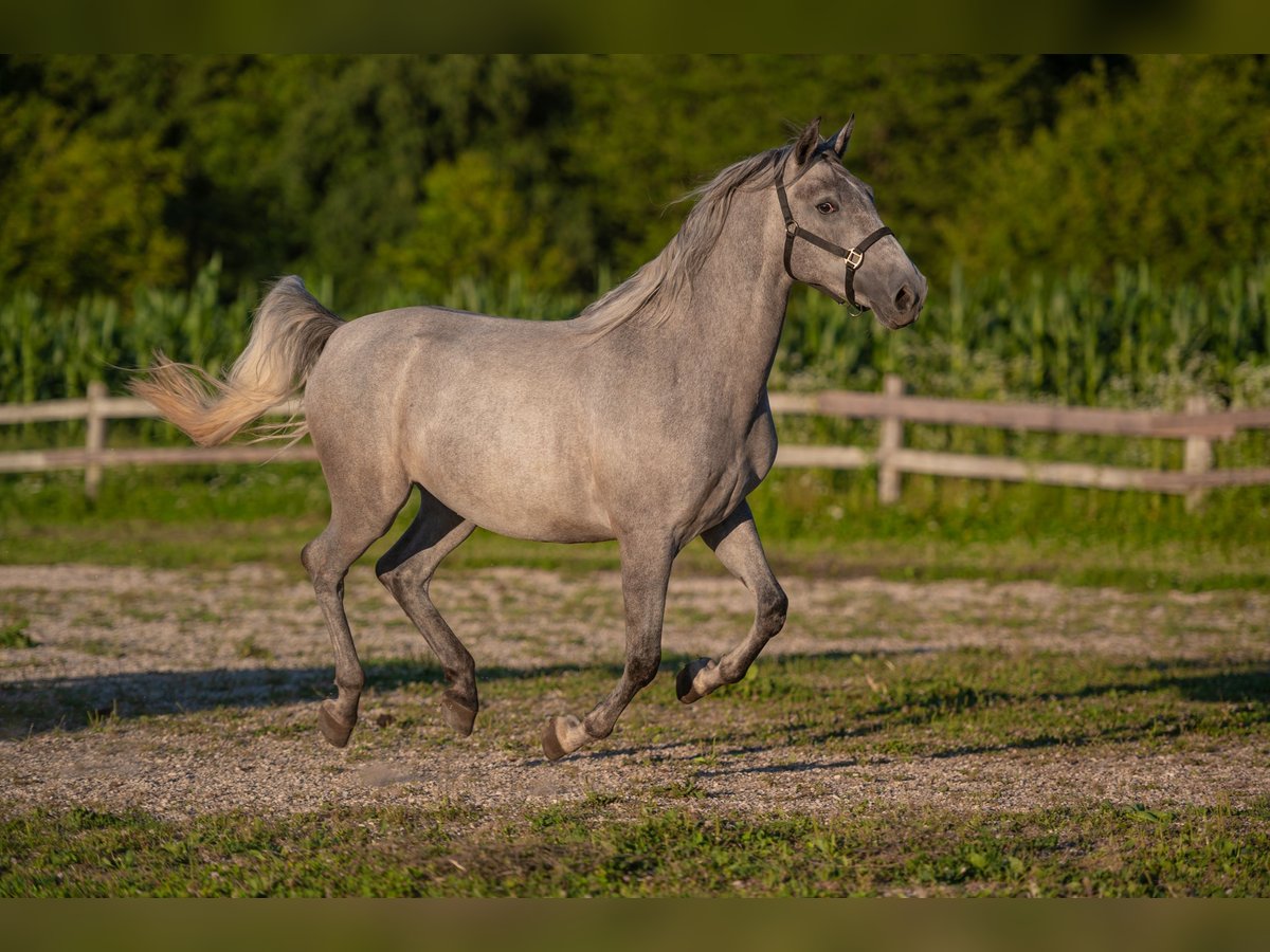 Lipizzan Hongre 3 Ans 160 cm Gris in Šentjernej