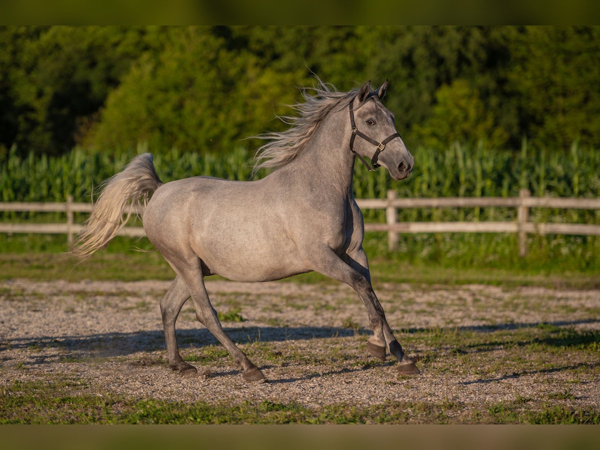 Lipizzan Hongre 4 Ans 160 cm Gris in Šentjernej