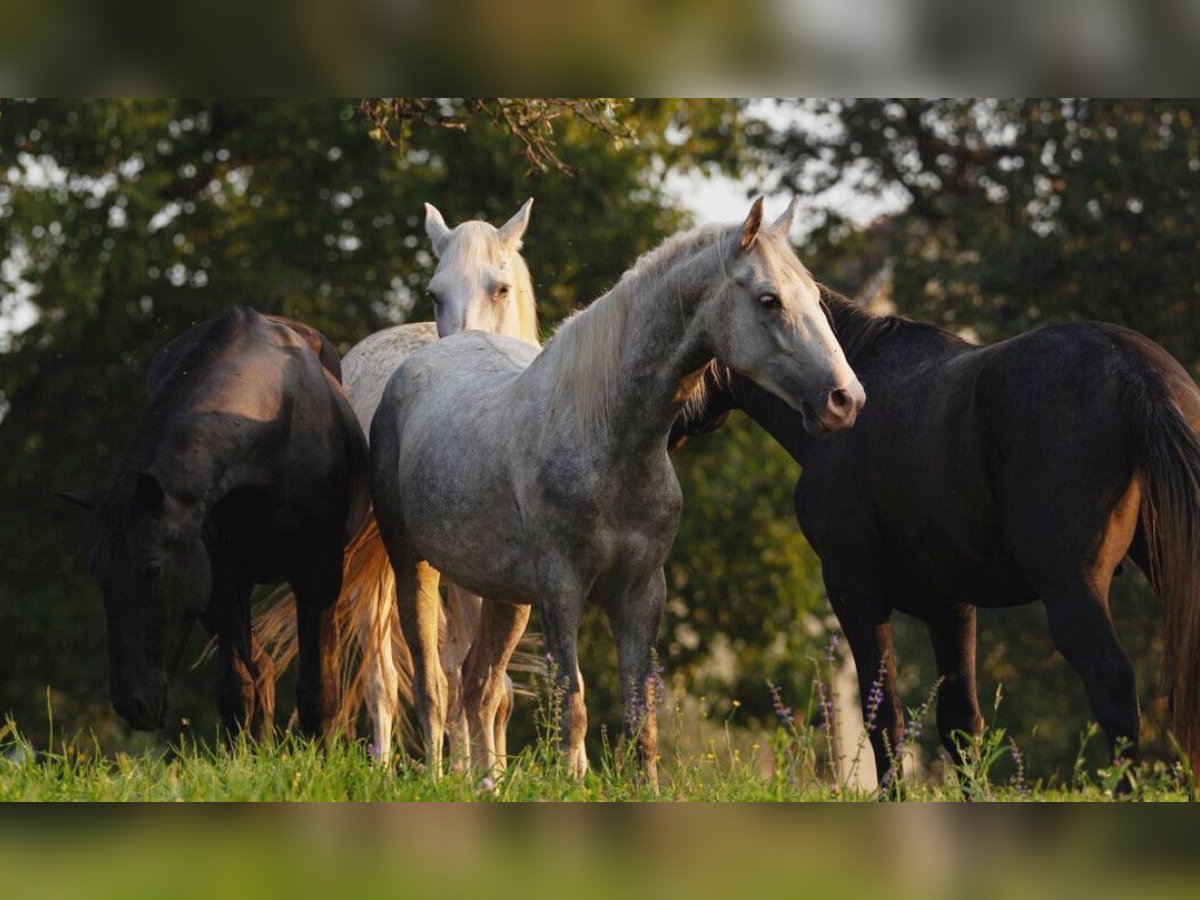 Lipizzan Hongre 5 Ans 147 cm Gris in Ptuj