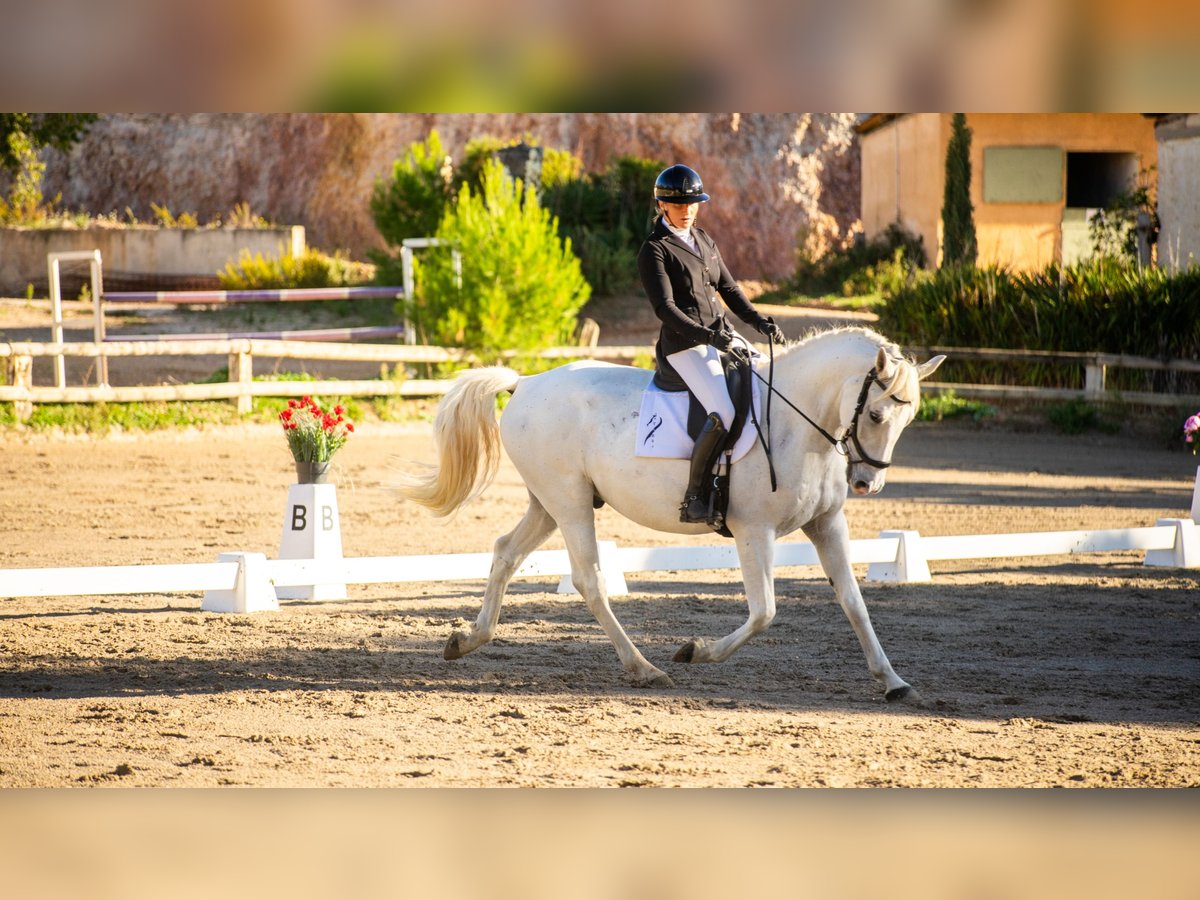 Lipizzan Hongre 7 Ans 161 cm Gris in Vitrolles