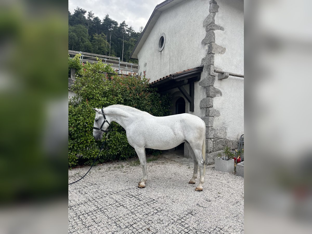Lipizzan Jument 10 Ans 160 cm Blanc in Se&#x17E;ana