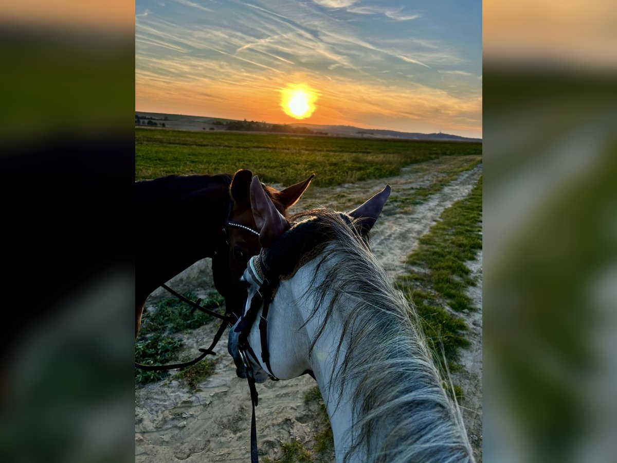 Lipizzan Jument 11 Ans 146 cm Gris in Ritzendorf