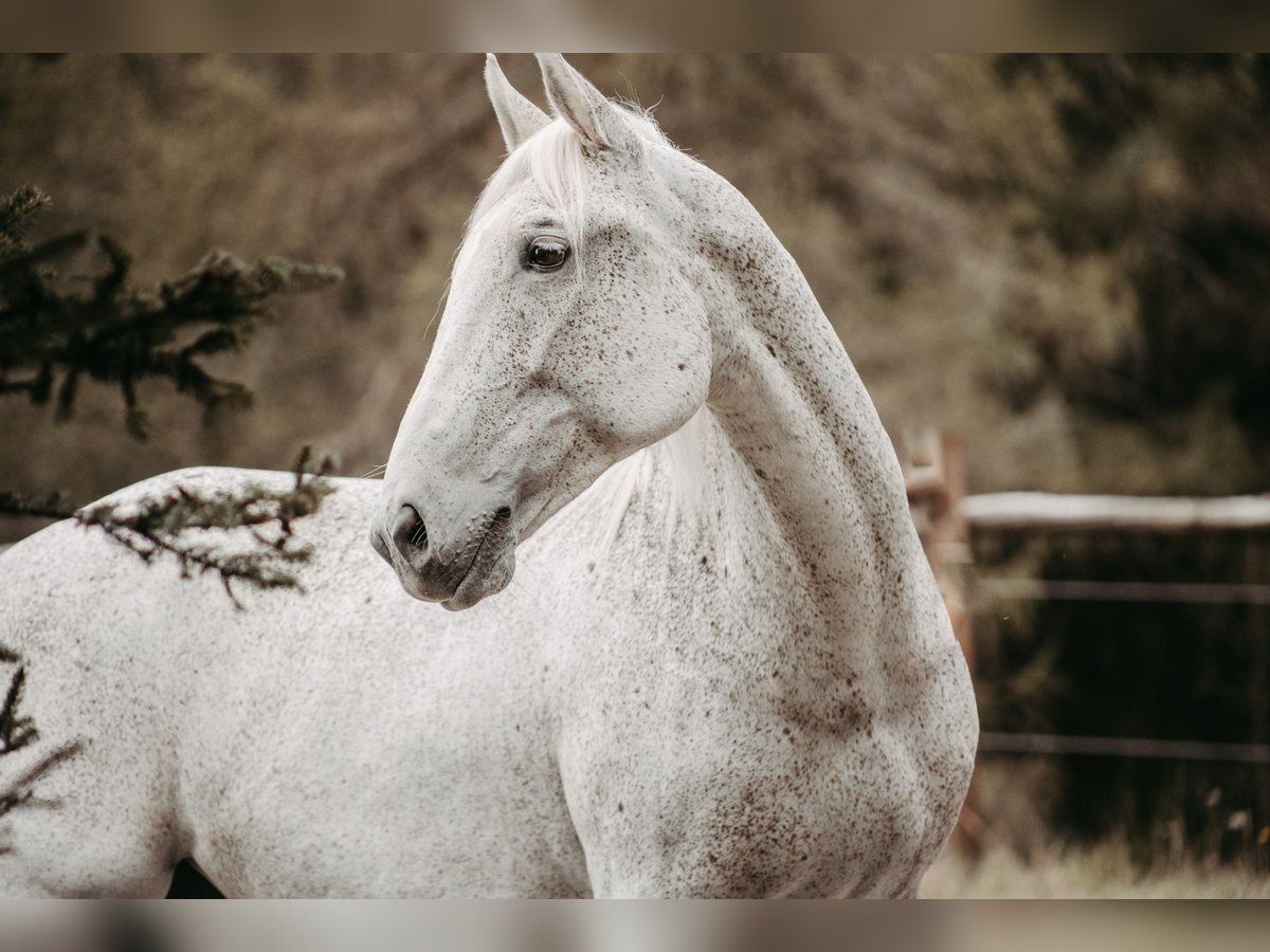 Lipizzan Jument 17 Ans 165 cm Gris moucheté in Metnitz