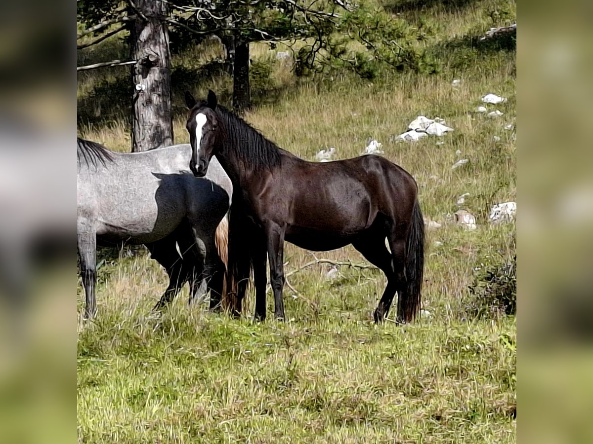 Lipizzan Jument 2 Ans 153 cm Bai in kozina