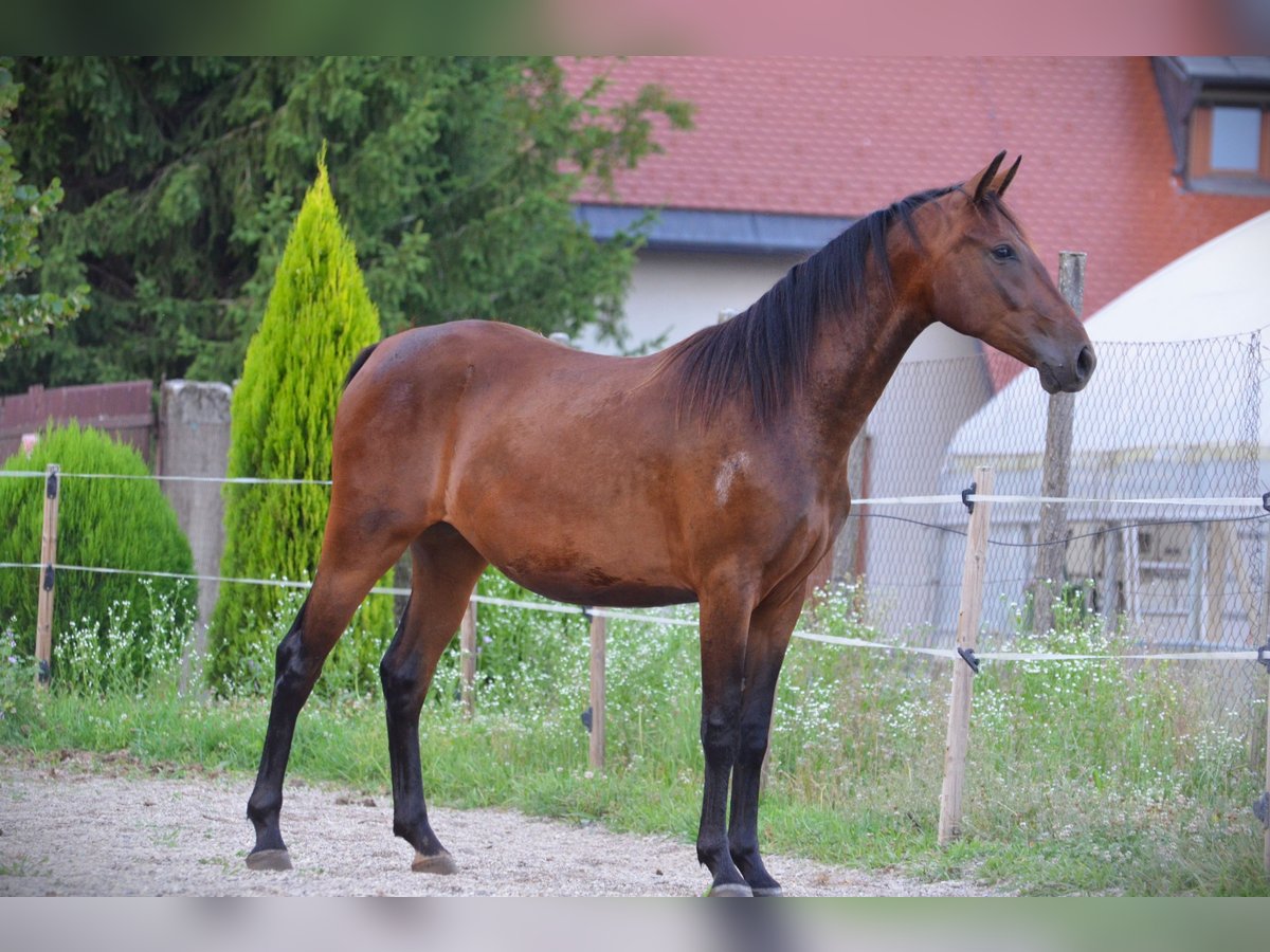 Lipizzan Jument 3 Ans 165 cm Bai cerise in Ptuj