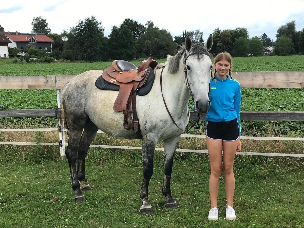 Lipizzan Croisé Jument 6 Ans 160 cm Gris pommelé in Gangkofen