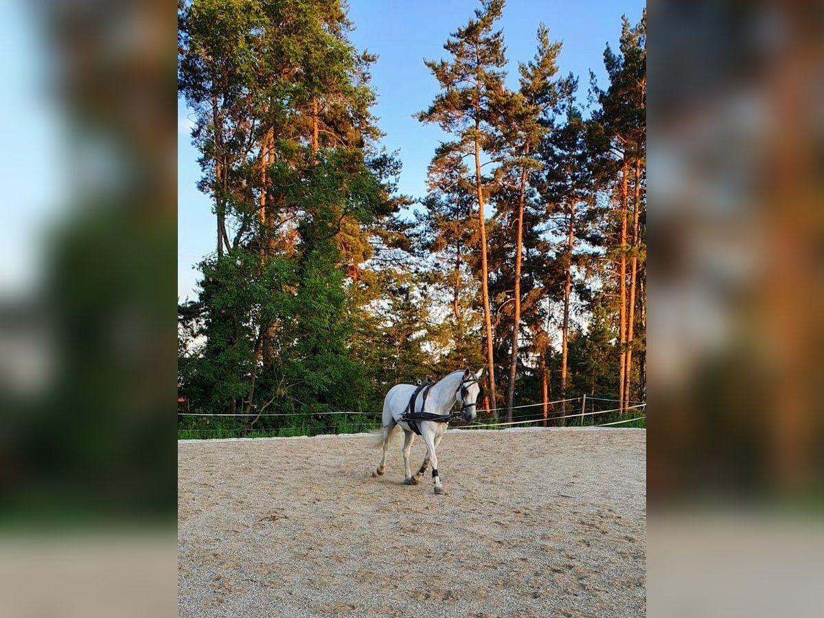 Lipizzan Jument 8 Ans 147 cm in Voitsberg