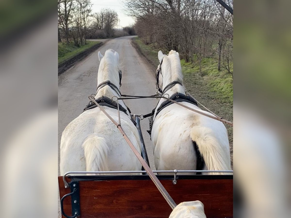 Lipizzan Jument 9 Ans 160 cm Blanc in Tass