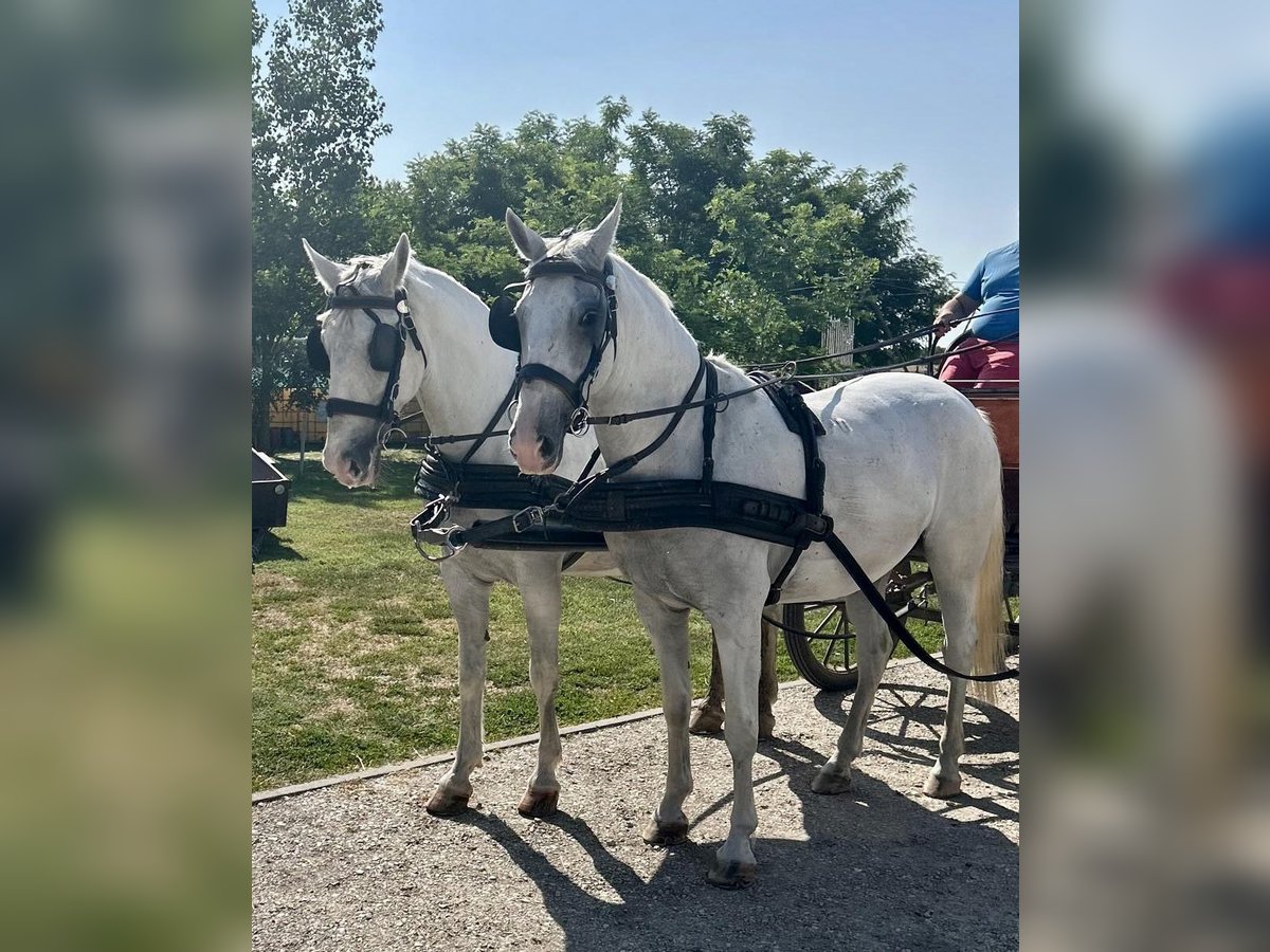 Lipizzan Jument 9 Ans 160 cm Blanc in Tass
